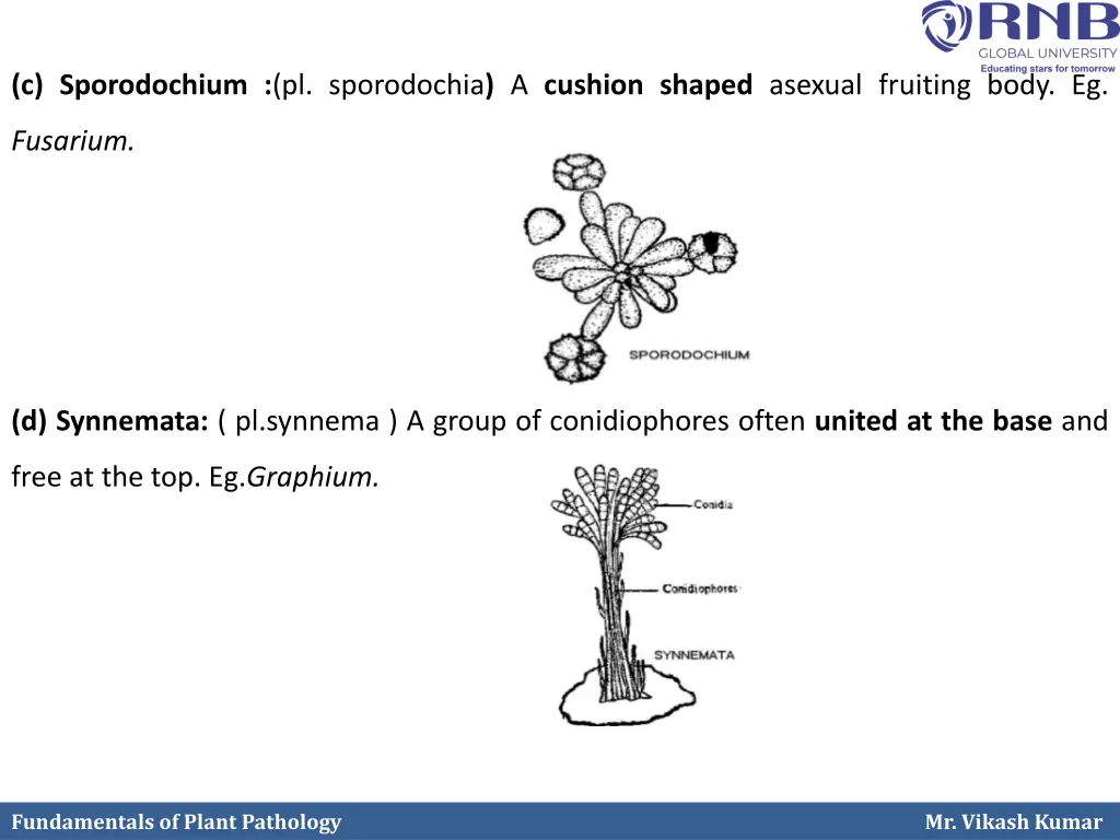 c sporodochium pl sporodochia a cushion shaped
