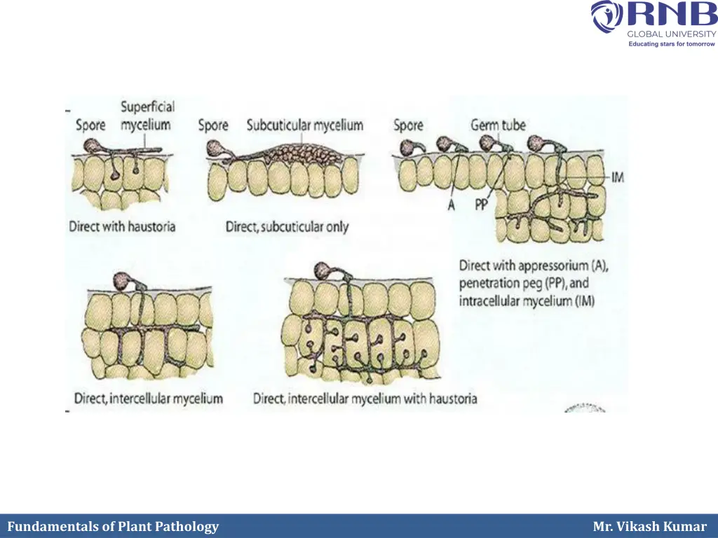 fundamentals of plant pathology 1