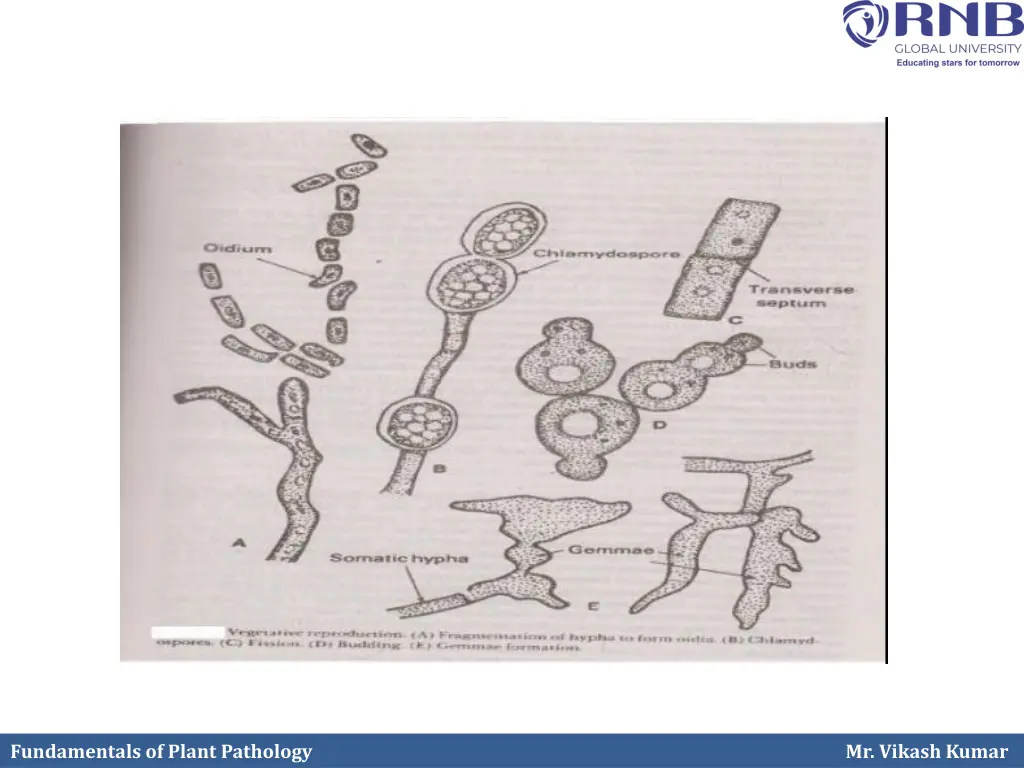fundamentals of plant pathology 2