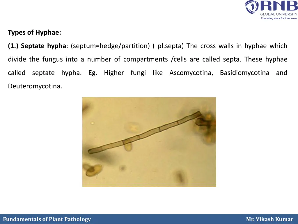types of hyphae