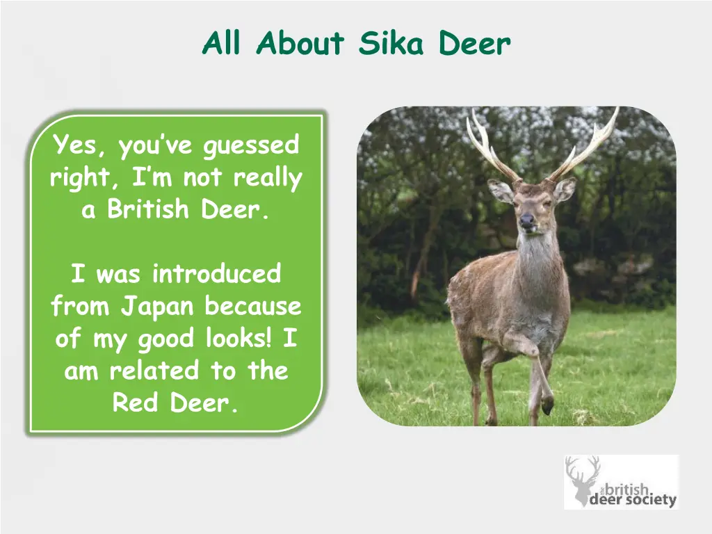 all about sika deer 1