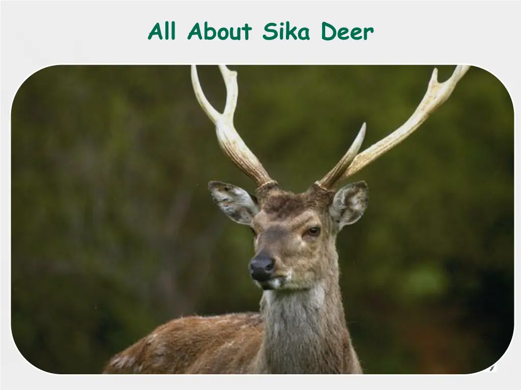 all about sika deer