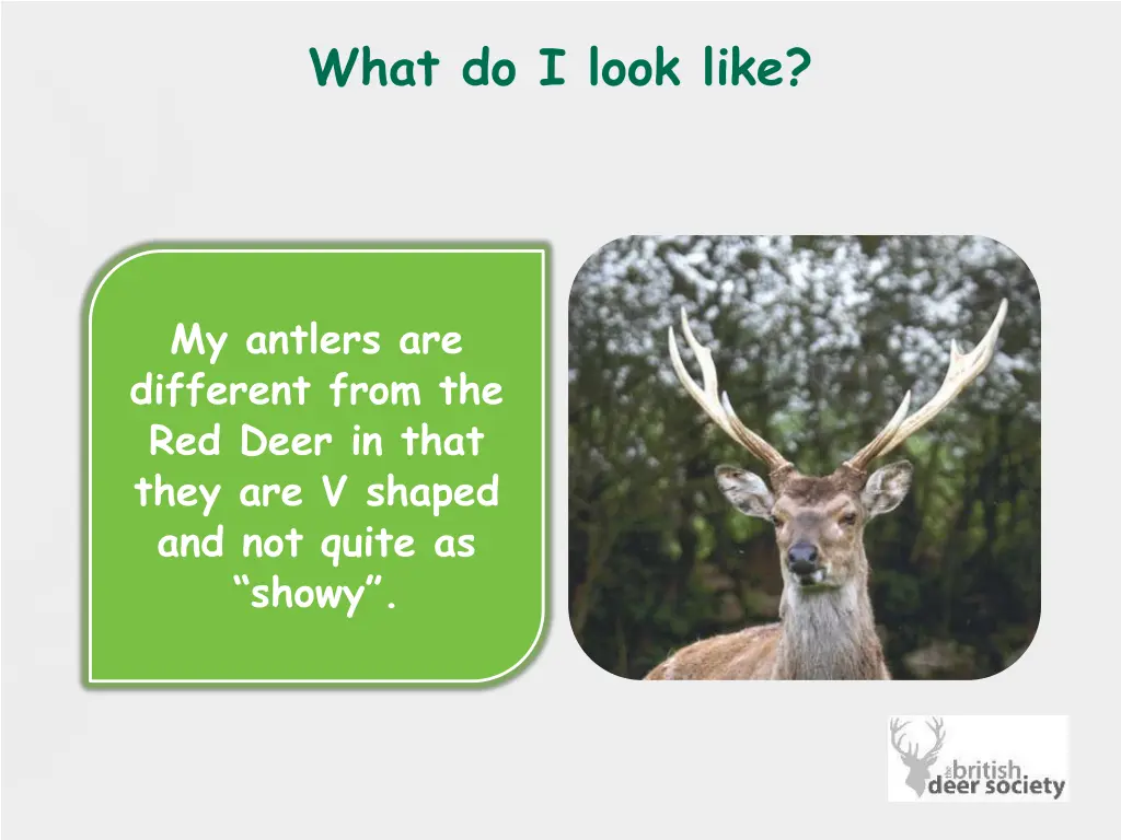 what do i look like 3