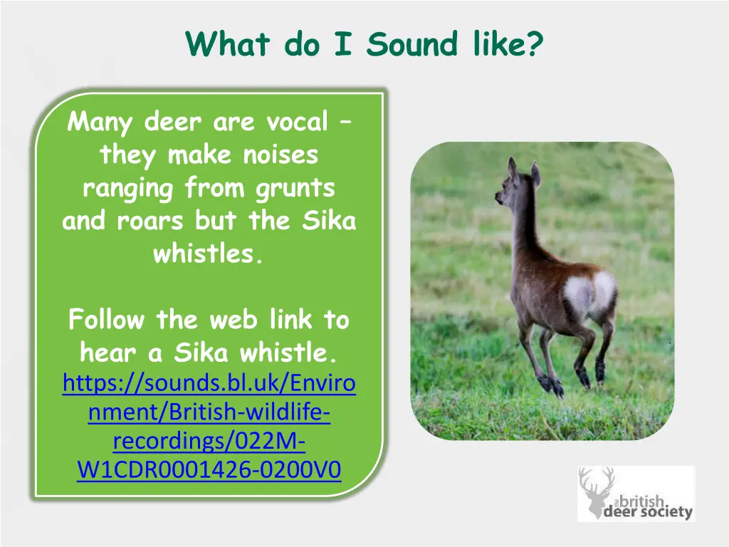 what do i sound like