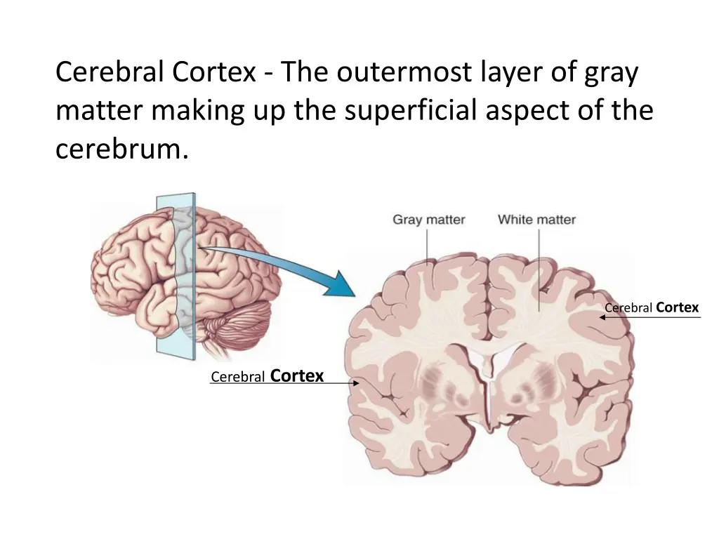 cerebral cortex the outermost layer of gray