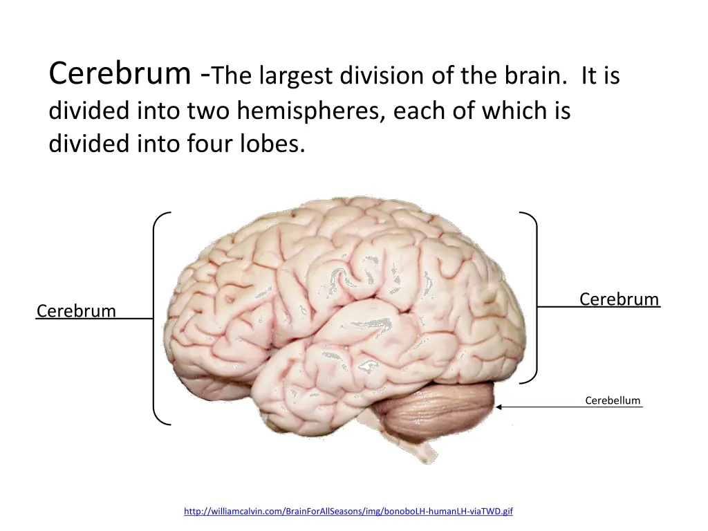 cerebrum the largest division of the brain