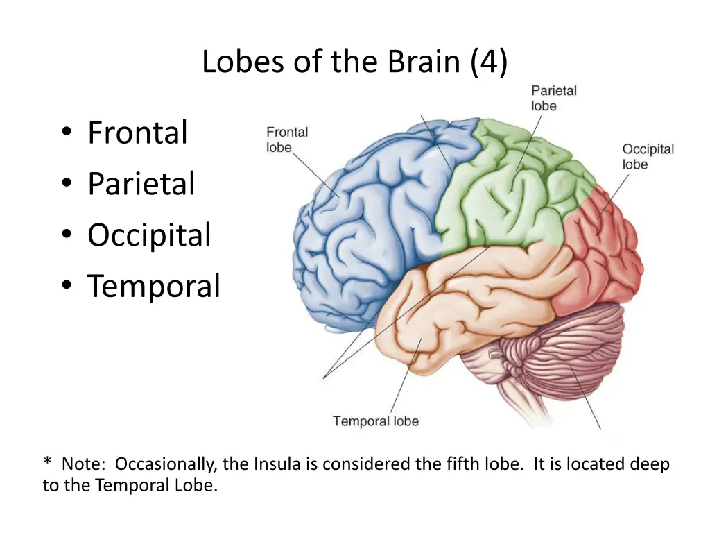 lobes of the brain 4