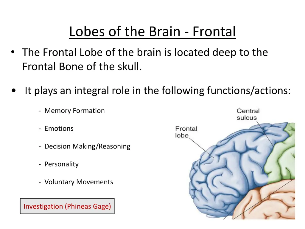 lobes of the brain frontal the frontal lobe