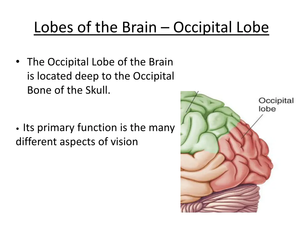 lobes of the brain occipital lobe