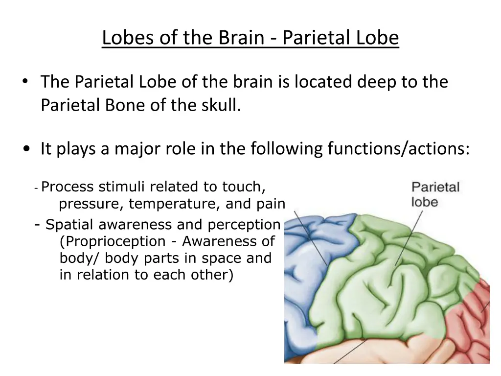 lobes of the brain parietal lobe