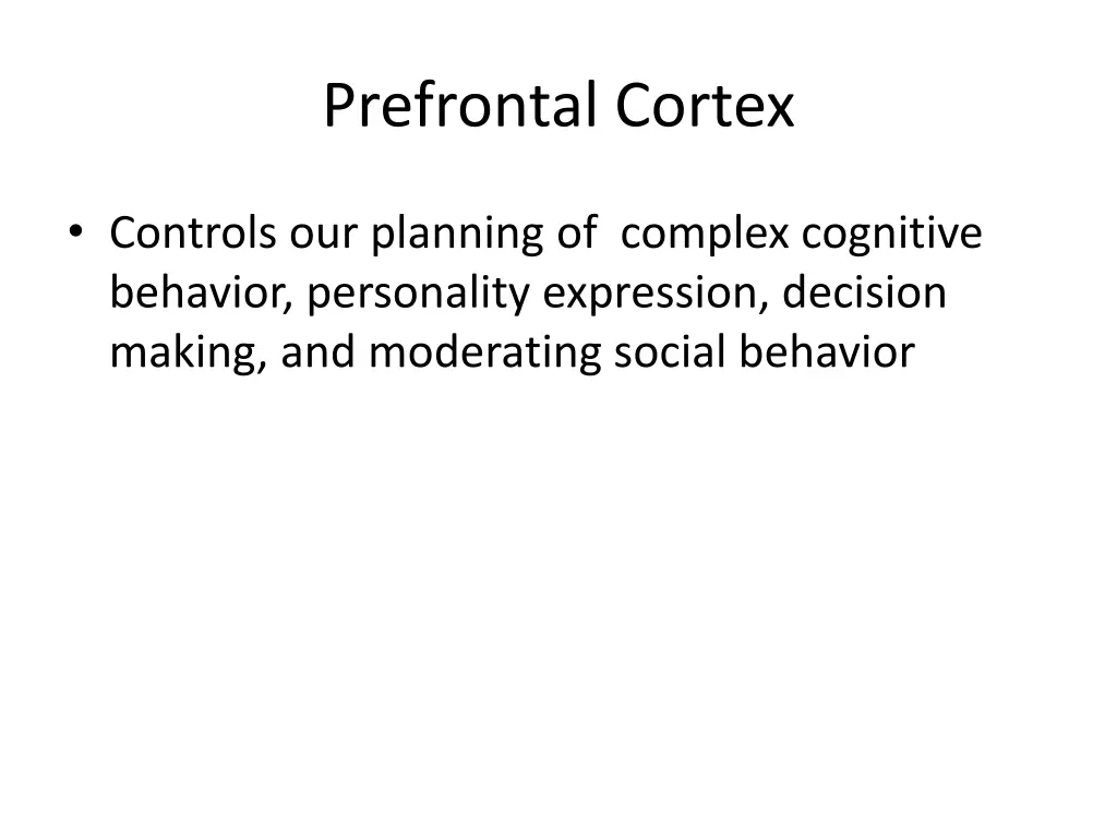 prefrontal cortex