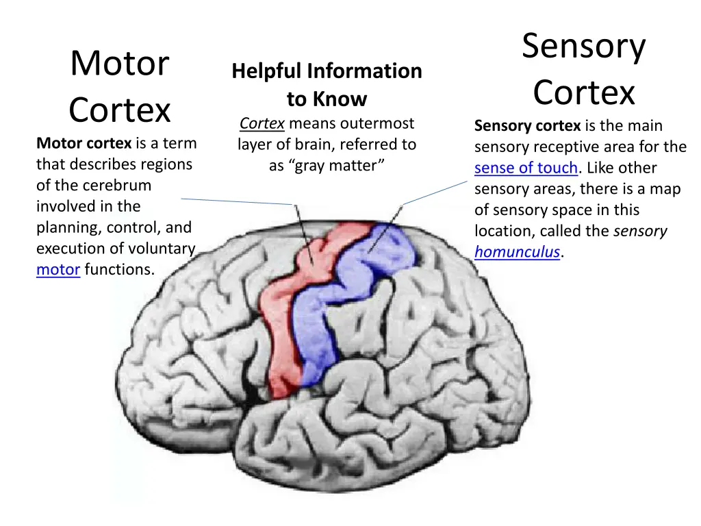 sensory cortex sensory cortex is the main sensory