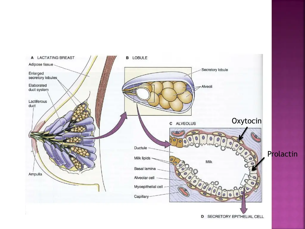 oxytocin