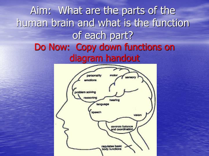 aim what are the parts of the human brain