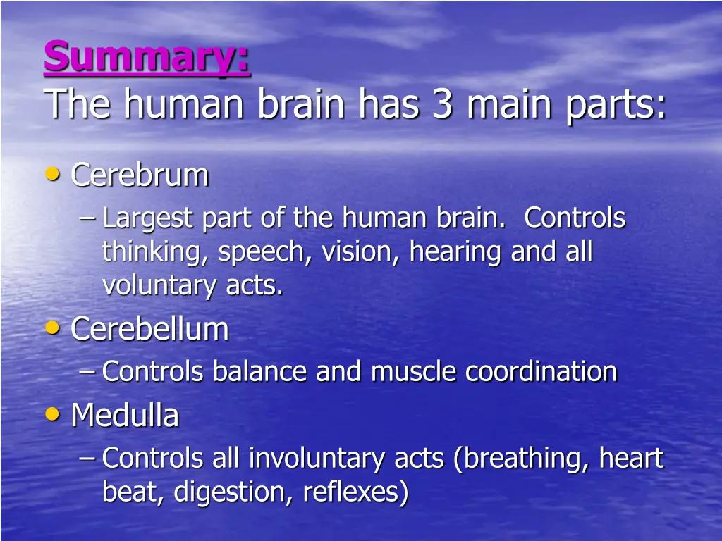 summary the human brain has 3 main parts