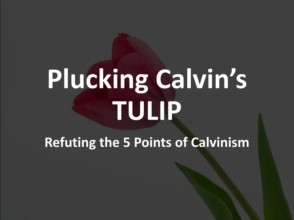 plucking calvin s tulip
