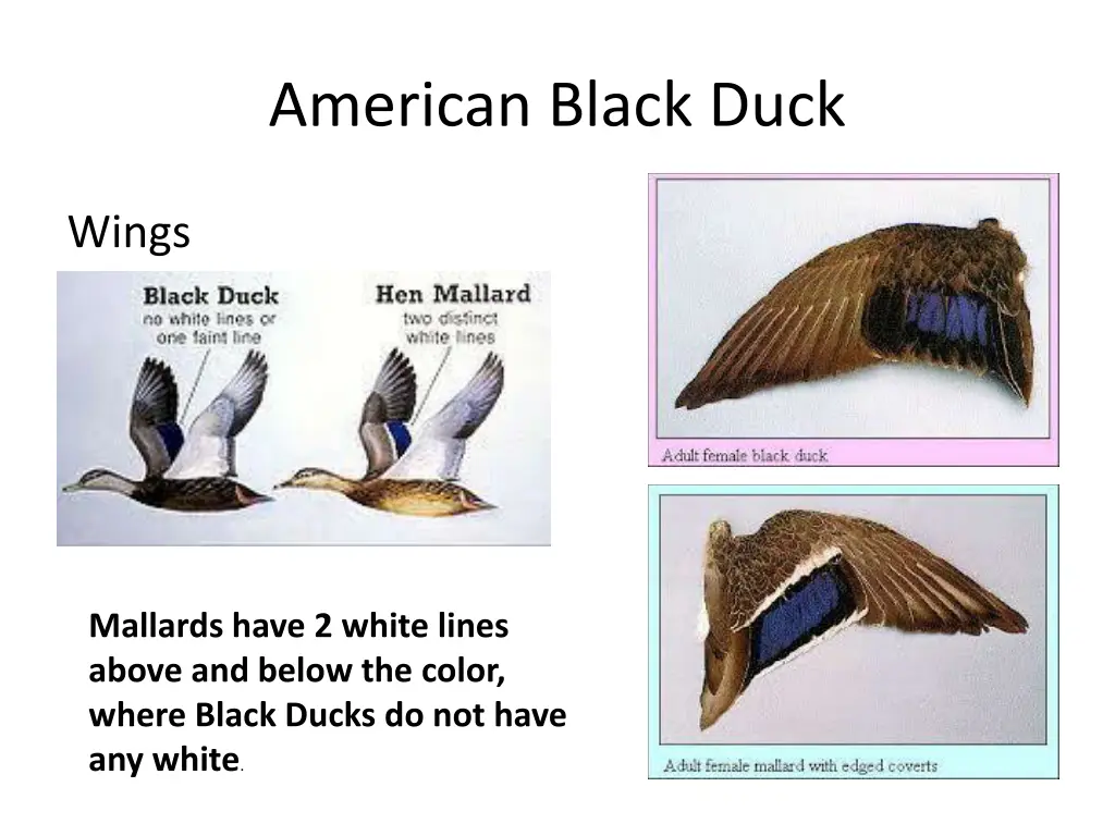 american black duck 1