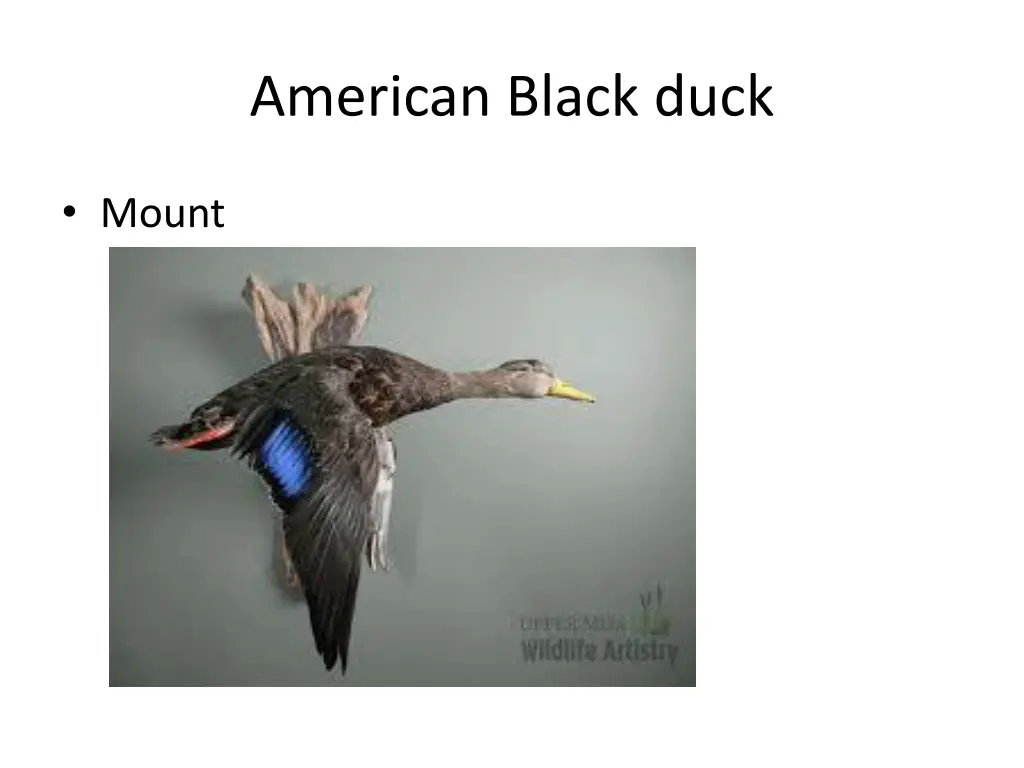 american black duck 2