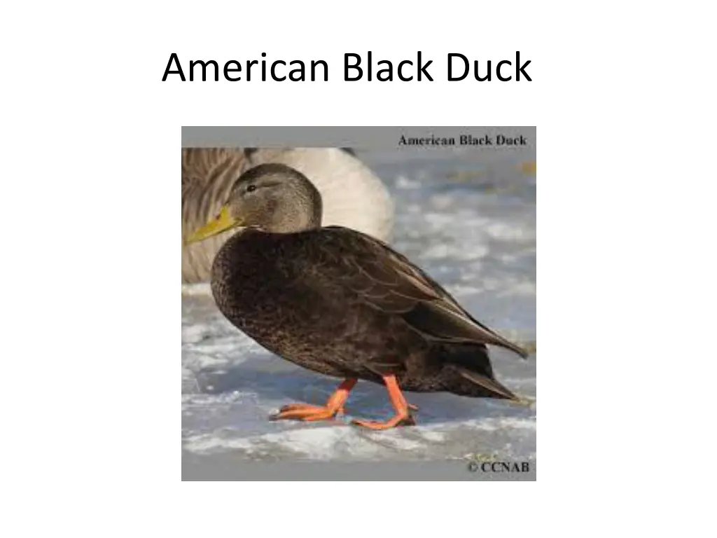 american black duck