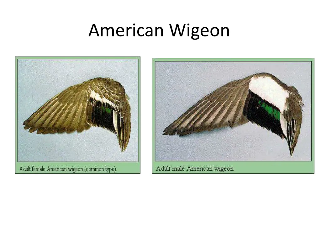 american wigeon 1