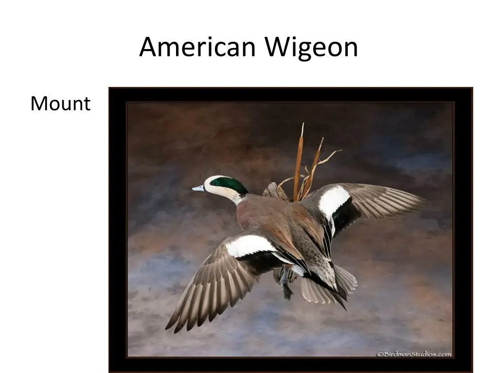 american wigeon 2