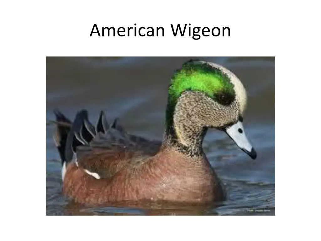 american wigeon