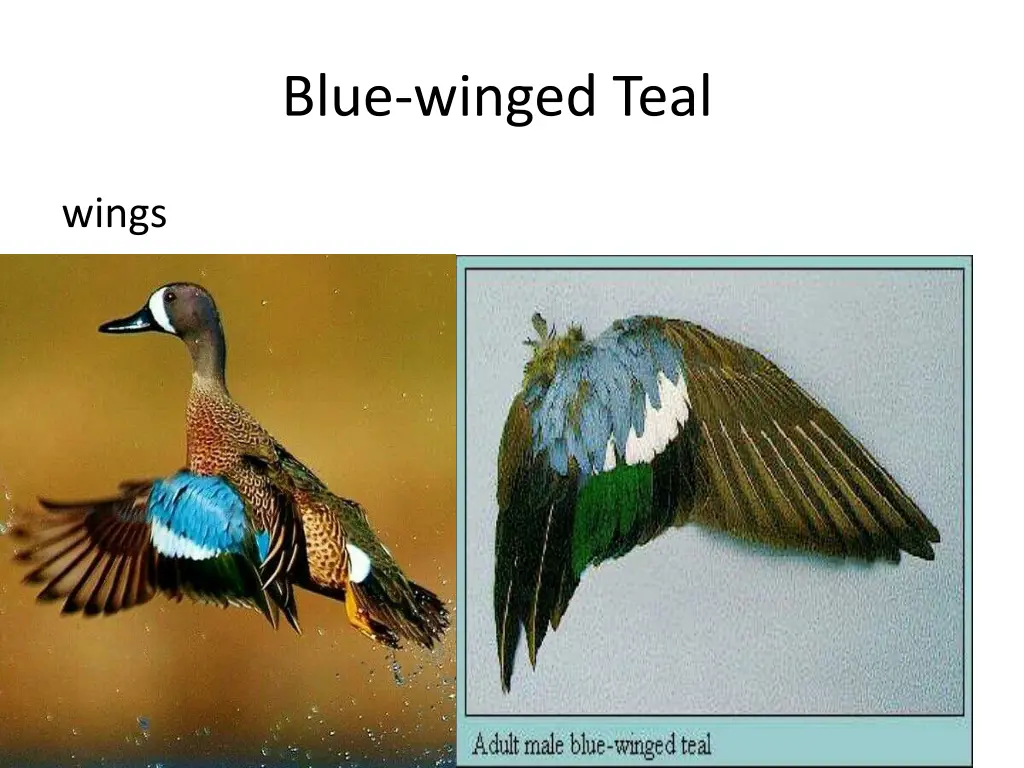 blue winged teal 1
