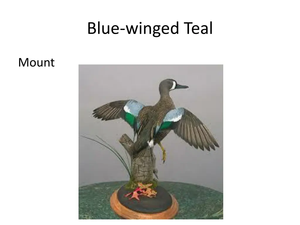 blue winged teal 2