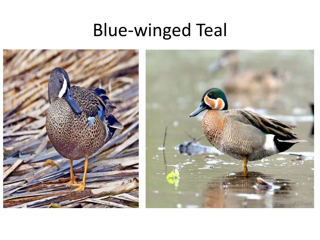 blue winged teal