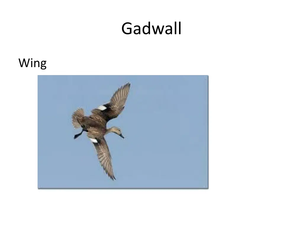 gadwall 1