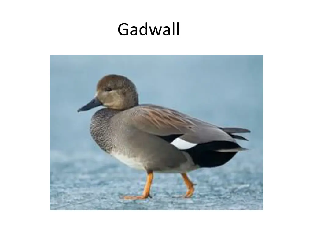 gadwall