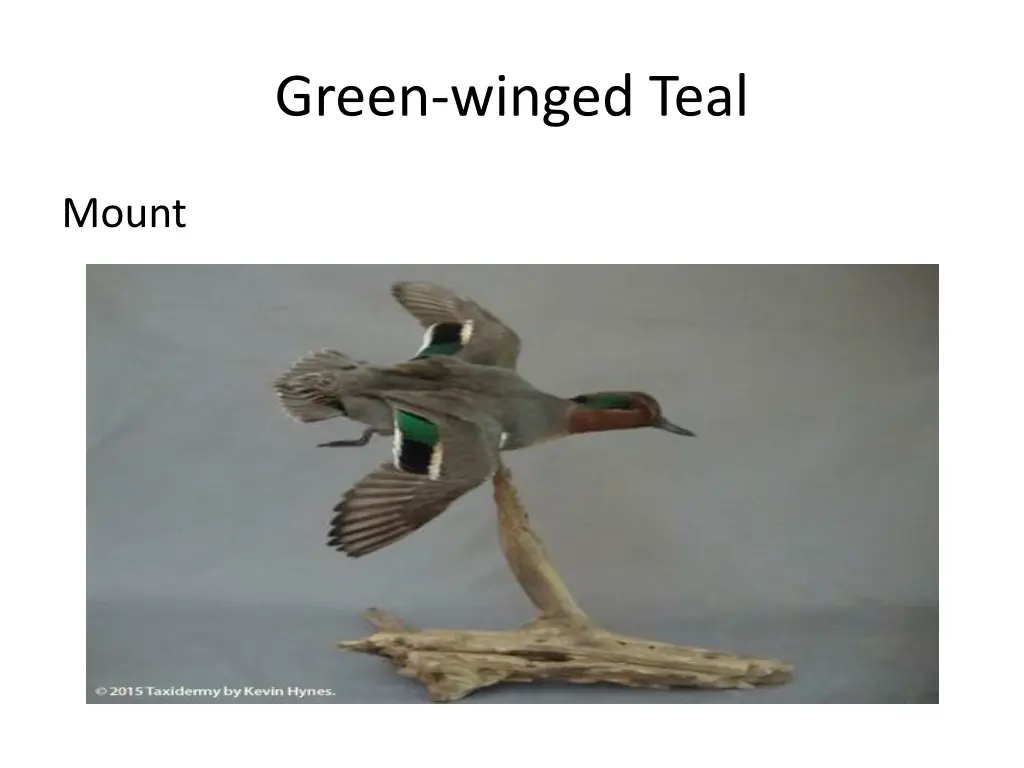 green winged teal 2