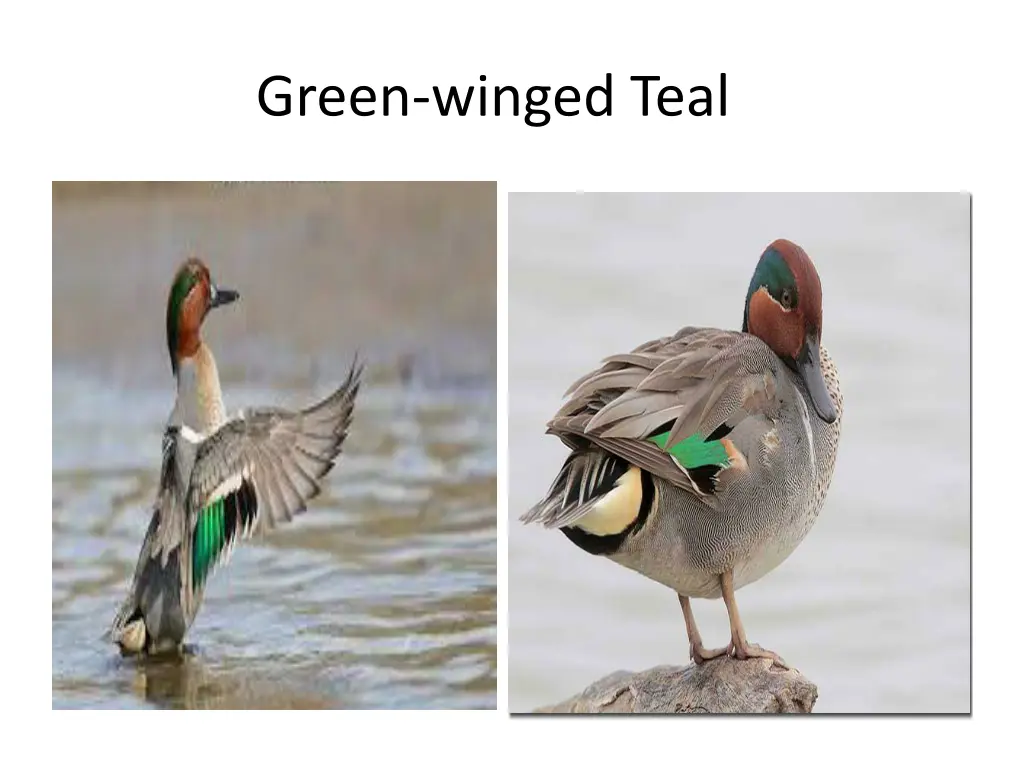 green winged teal