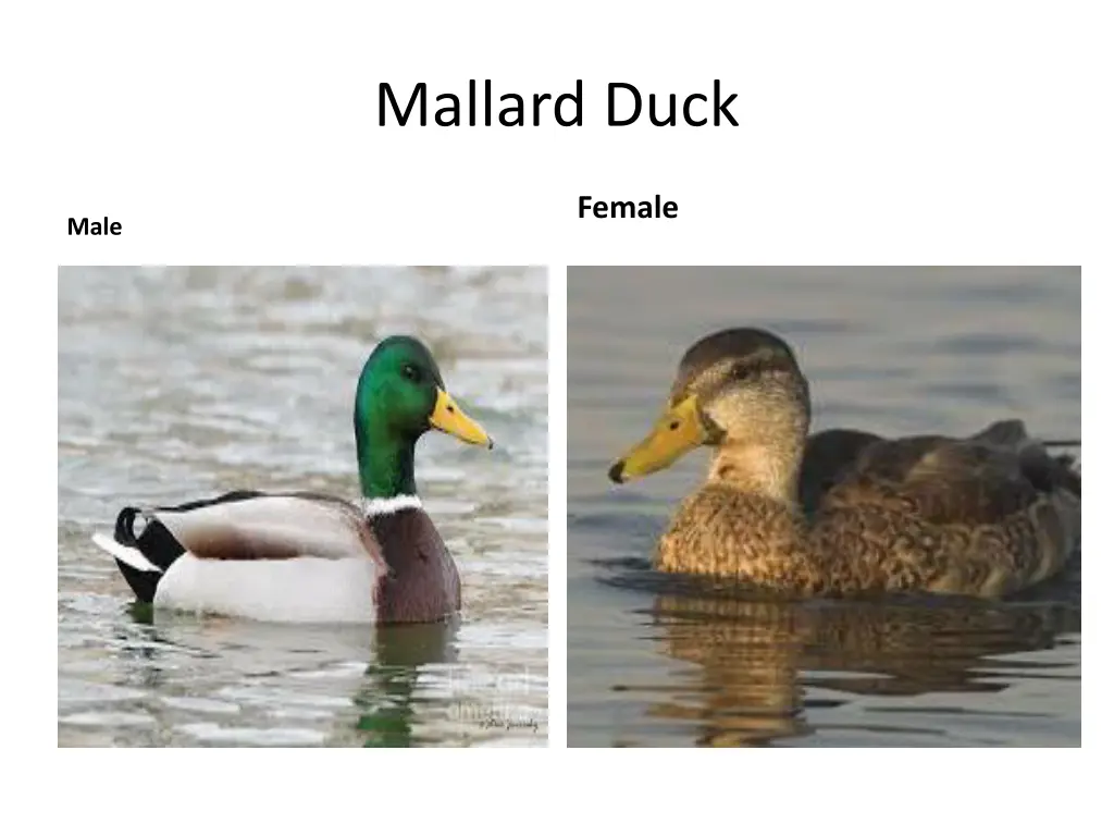 mallard duck