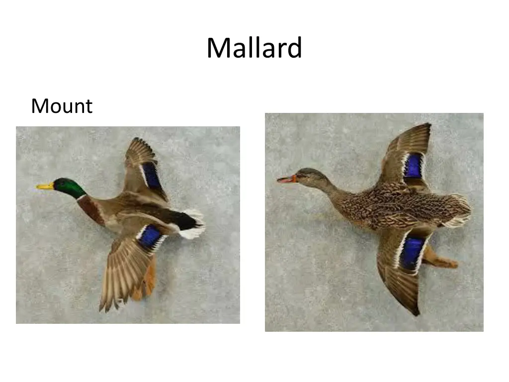 mallard