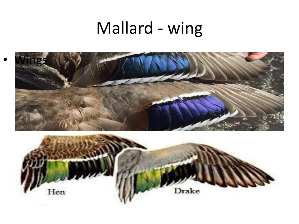 mallard wing