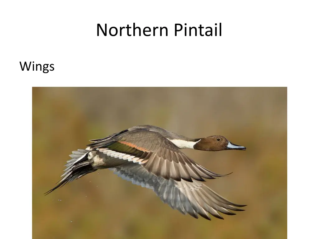 northern pintail 1