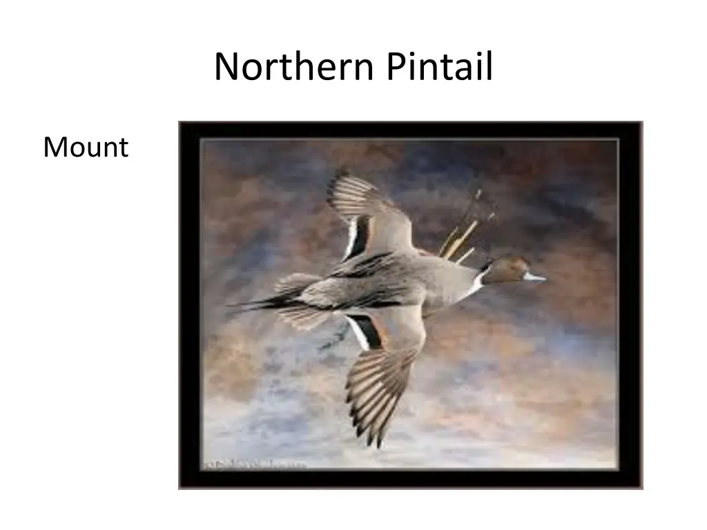 northern pintail 2