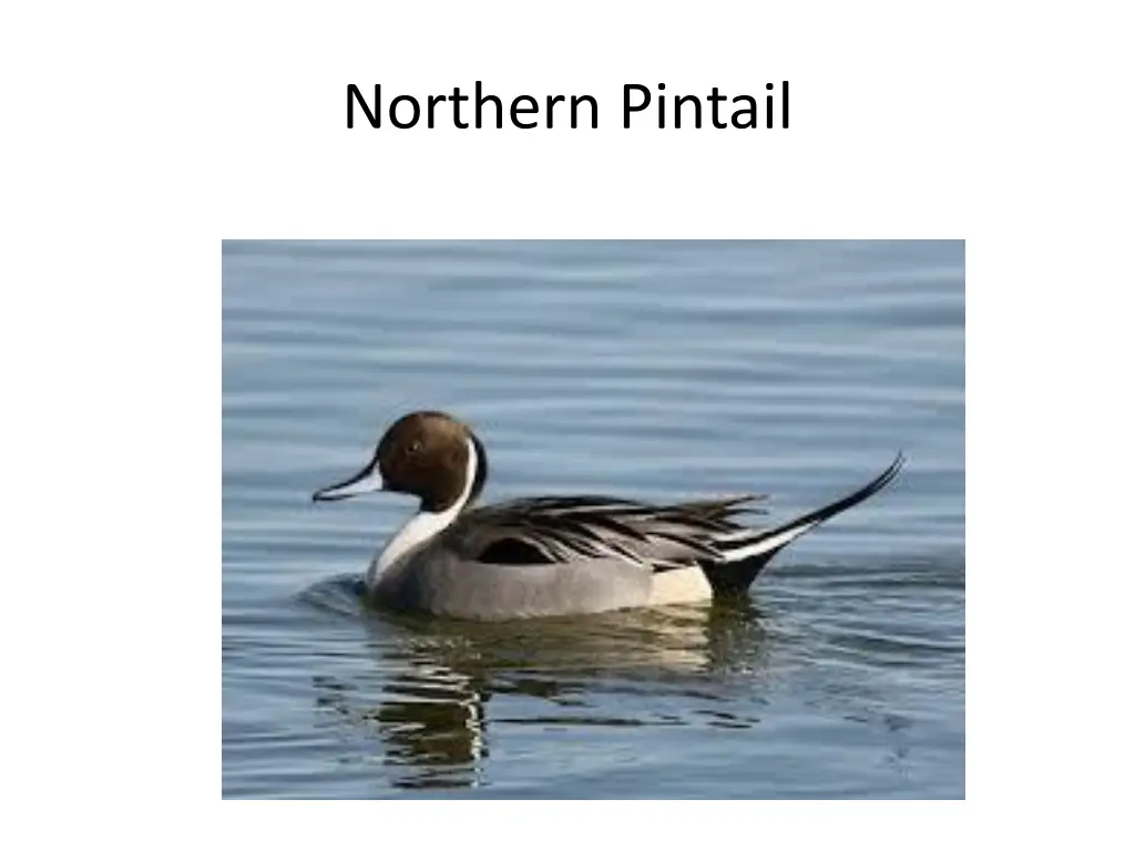 northern pintail