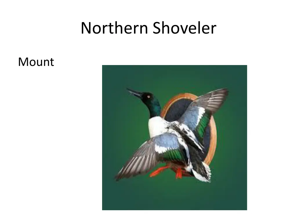 northern shoveler 2