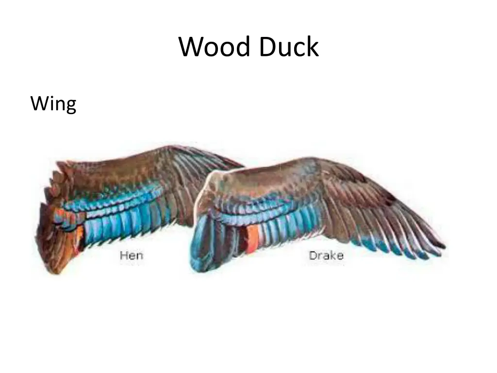 wood duck 1