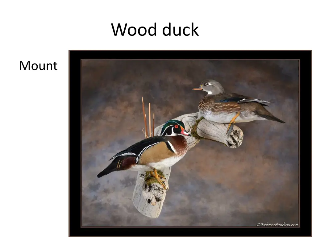 wood duck 2