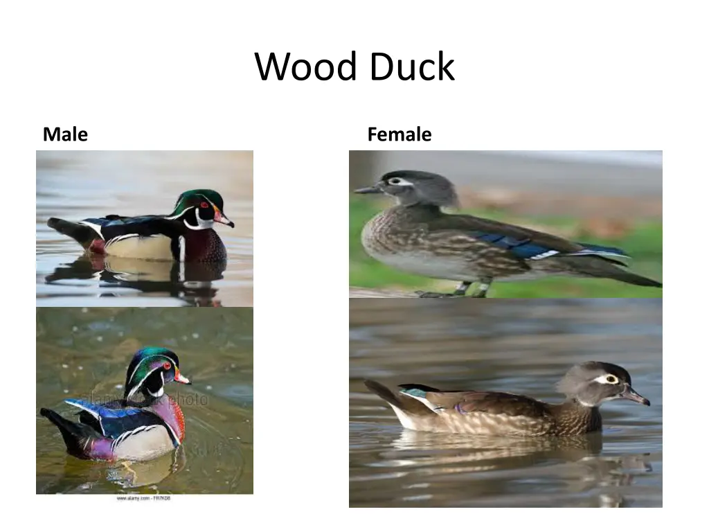 wood duck