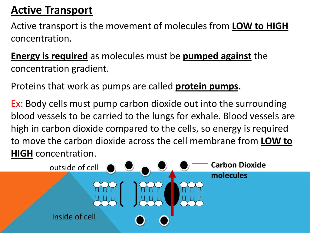 active transport active transport is the movement