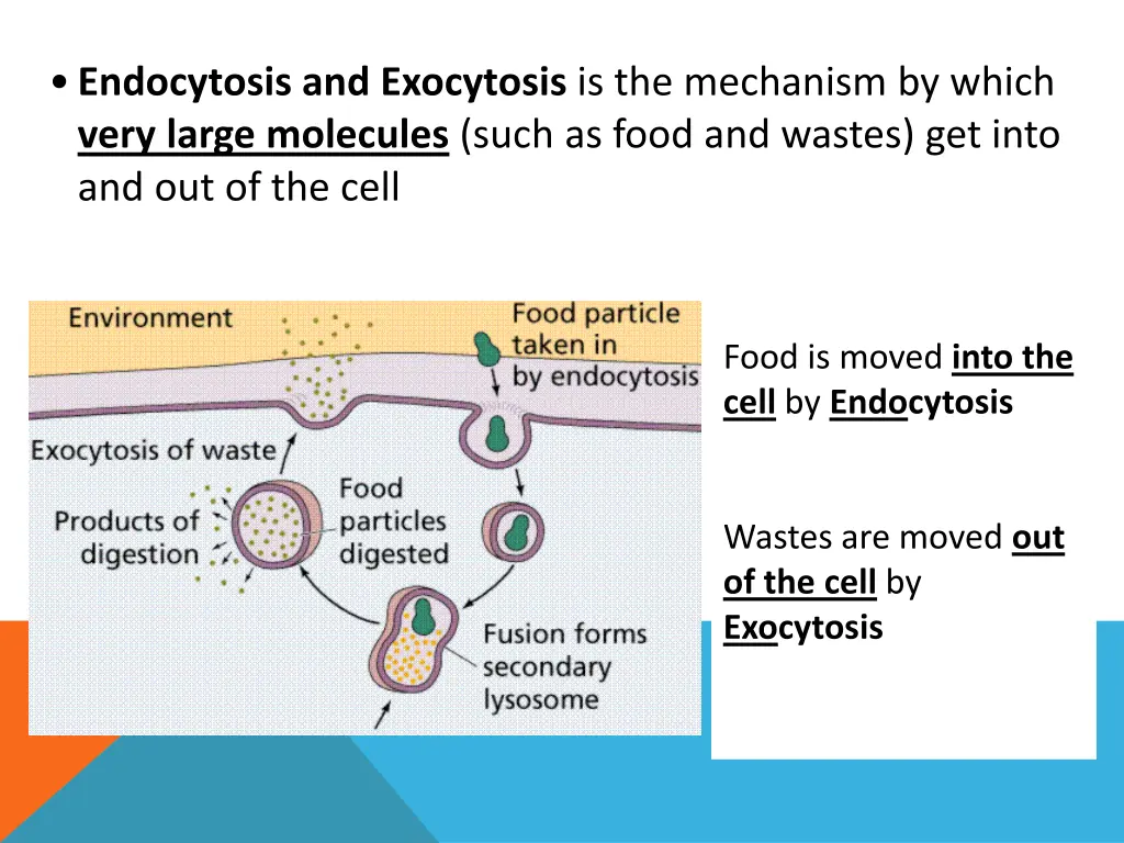 endocytosis and exocytosis is the mechanism
