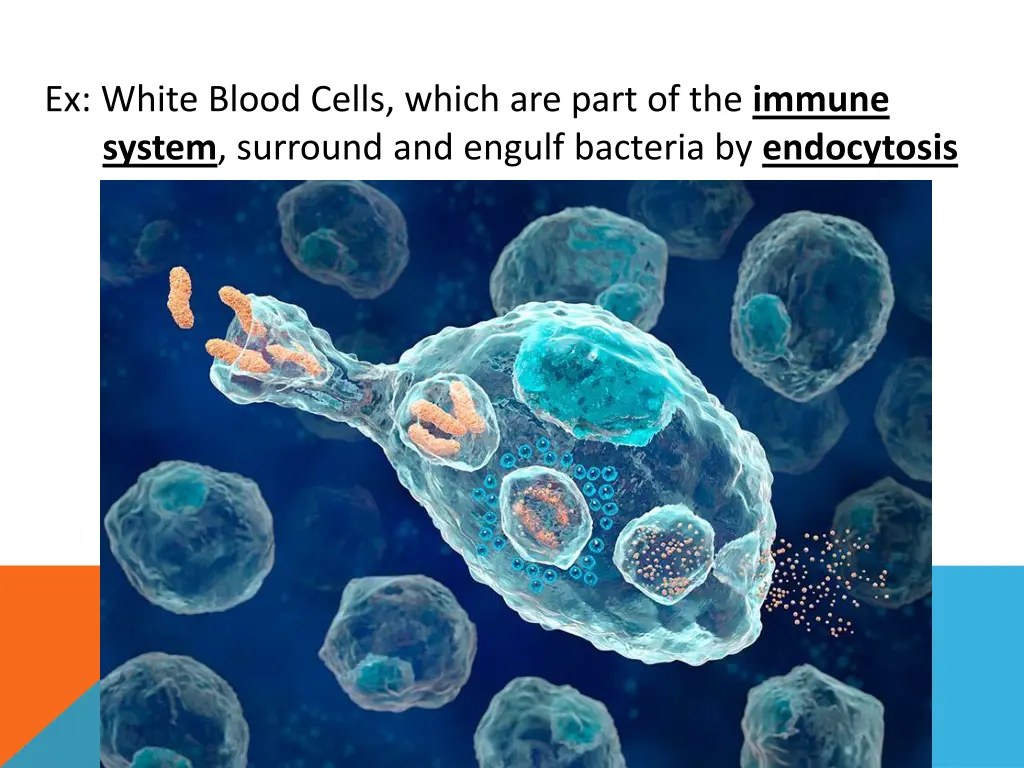 ex white blood cells which are part of the immune