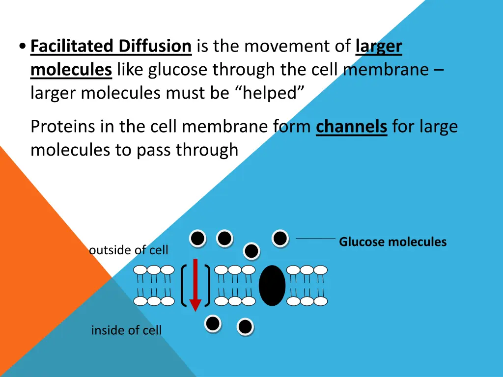facilitated diffusion is the movement of larger