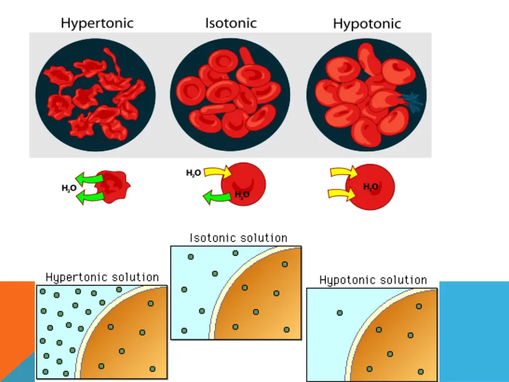 file osmotic pressure on blood cells diagram svg