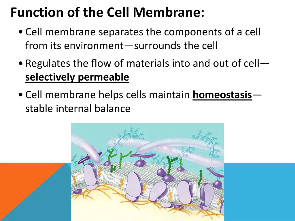 function of the cell membrane