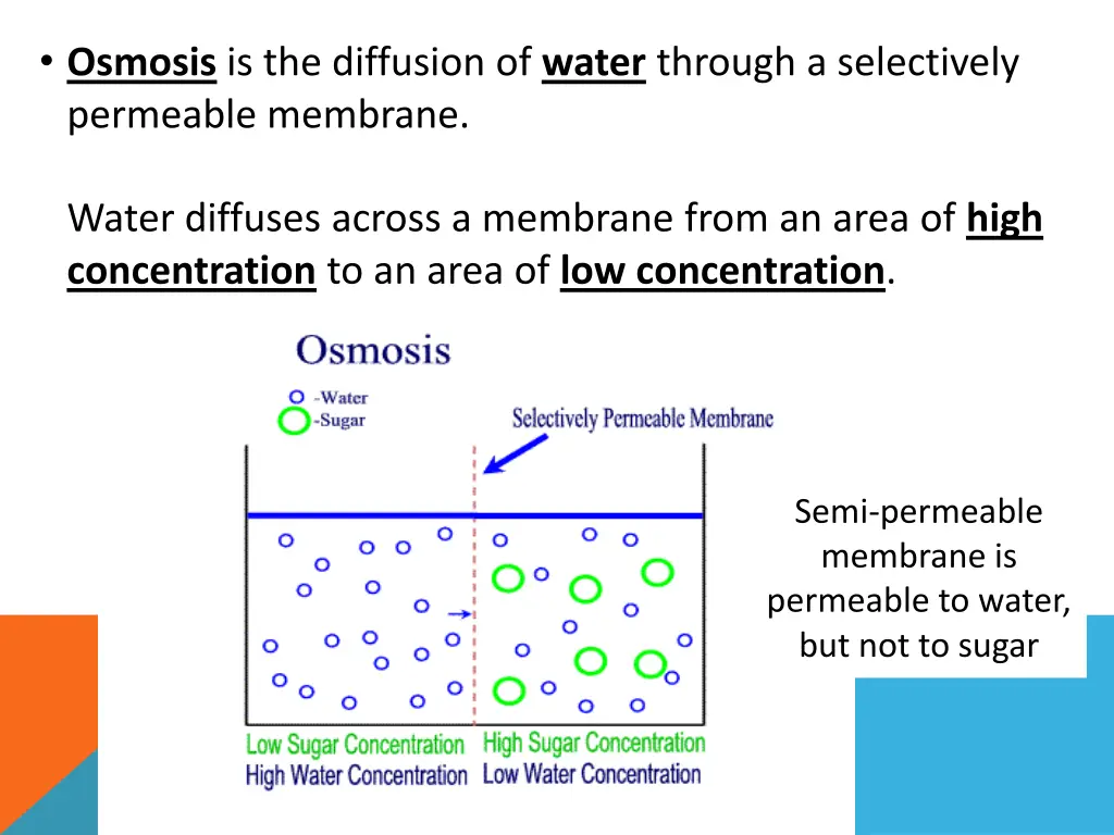 osmosis is the diffusion of water through